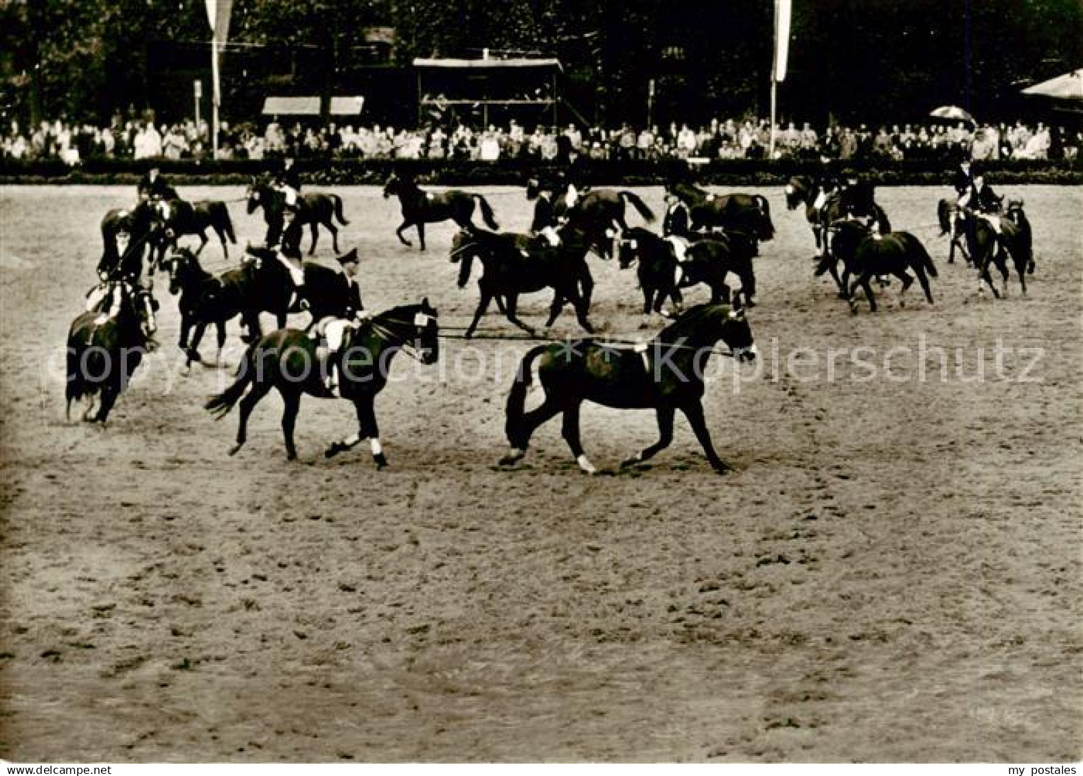 Warendorf Hengstparade Landgestuet Warendorf