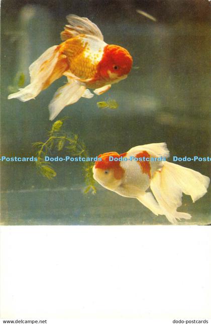 D005836 Gold fish. Poissons rouges