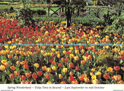 D009715 Spring Wonderland. Tulip. Bowral. Red. Yellow. Wollongong. Brian Schurec