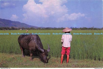 D015626 The Water Buffalo Girl is Feeding Her Water Buffalo