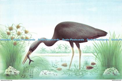 D025751 Republic of Nauru. Nauru Post Office Maximum Card No. 3. A wading bird c