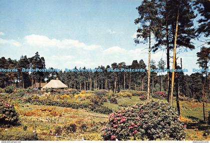 D030432 New Forest. Hampshire. Dixon