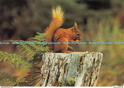 D032450 Wild Animals of Britain. Red Squirrel. J. Arthur Dixon. A Dickinson Robi