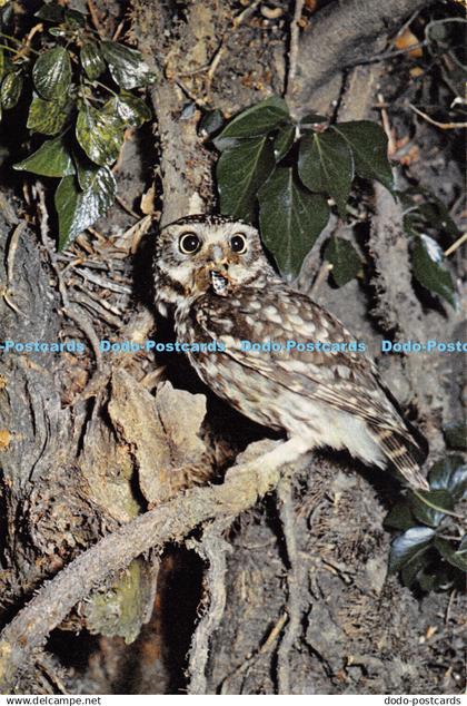 D061013 Little Owl. Athene noctua. J. Markham. WL. 6363. Dixon