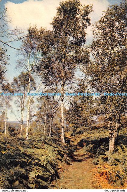 D061290 Birch Trees on Leith Hill. Surrey. Dixon. Surrey 774