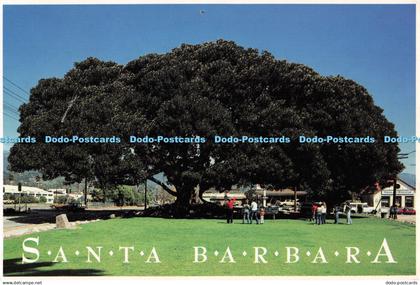 D088618 Santa Barbara. Moreton Bay Fig Tree. Santa Barbara Postcards. Bill Zeldi