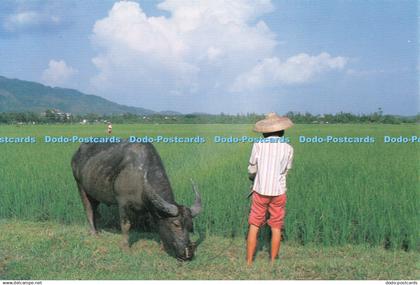 D088898 The water buffalo girl is feeding her water buffalo near the rice field.