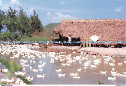 D088899 Peking Ducks farm. In Chinese Cuisine. Peking Duck is very famous. The P