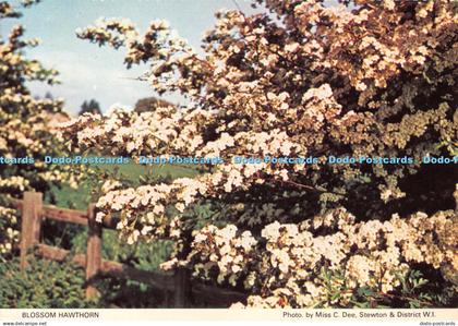 D089322 Blossom Hawthorn. Lincolnshire North. Lincolnshire South and Humberside