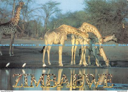 D092400 Zimbabwe. Giraffe Sundowner. Tourist Promotion in Africa. S. Walton