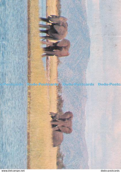 D105356 Zimbabwe. Lake Kariba. Elephant on Fothergill Island. Tourist Promotion