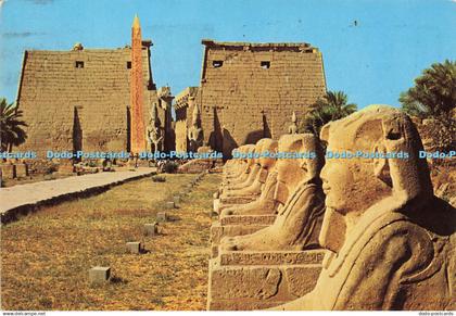 D147801 Luxor. Sphinxes Avenue at Luxor Temple. Al Ahram. Dino Sassi