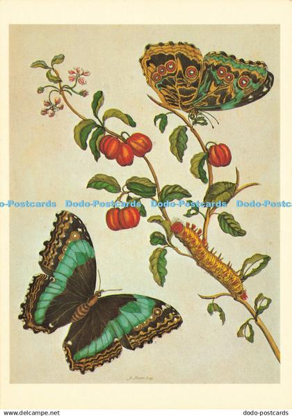 D174939 Morpho Deidamia from Maria Sibylle Merian Metamorphis Insectorum Surinam