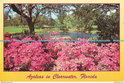 D175756 Florida. Azaleas in Clearwater. Tom Brown. Ward Becket. 1990