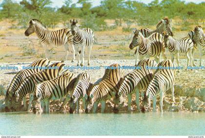 D176932 Zimbabwe. Zebra. Big Game. David Trickett