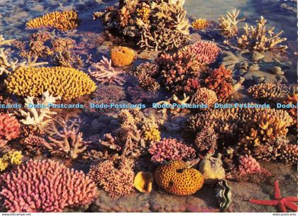 D188762 N. Q. Great Barrier Reef. Coral of the Great Barrier Reef