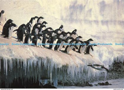 D190173 Penguins. Camden Graphics. Bruce Coleman. M. P. Harris. 1981