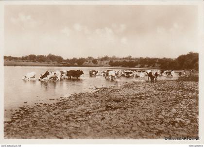 * ERITREA - Asmara - Livestock