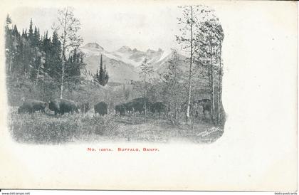 PC33525 Buffalo. Banff. Thompson Studio. No 1087A