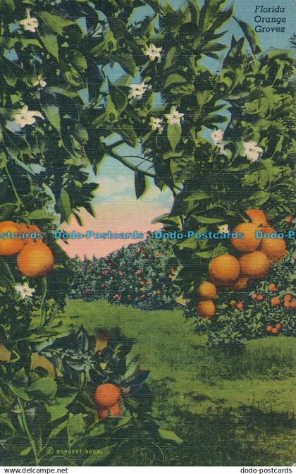 R011199 Florida. Orange Groves