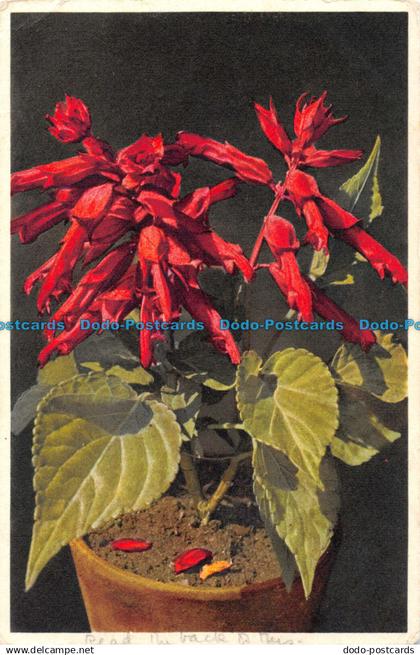 R053417 Salvia Splendens Sella. Sauge. Gyger. J. Burrow