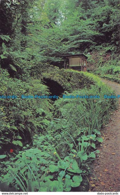 R070588 Shanklin Chine. Rich Vegetation of the Chine. Brian Bradbury