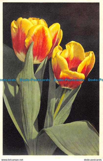 R086758 Tulipa hybrida hort. Tulipes Darwin. E. Gyger. J. Burrow