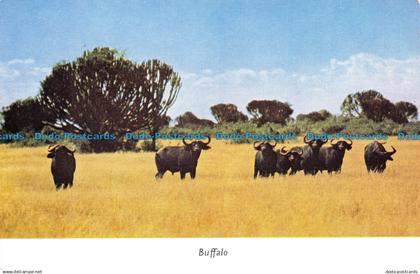 R126923 Buffalo. Robert NacKehose