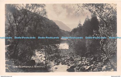 R249379 Borrowdale Birches Pettitt Postcard