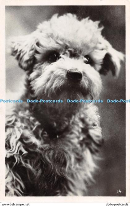 R287254 Dog 14 P F Paris Old Photography Postcard