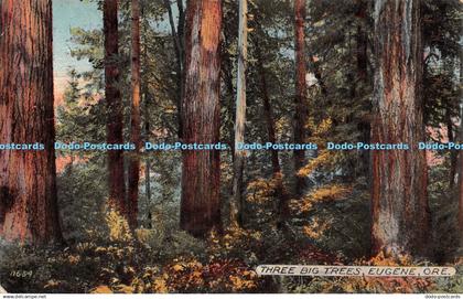 R296892 11654 Three Big Trees Eugene Ore The Acmegraph