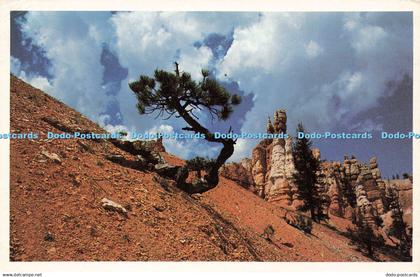 R601800 View along Queens Garden Trail Bryce Canyon National Park Utah Blackner