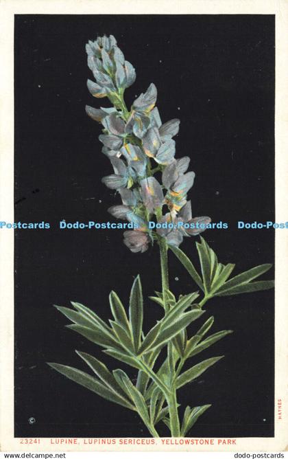 R605005 Yellowstone Park Lupine Haynes Picture Shops