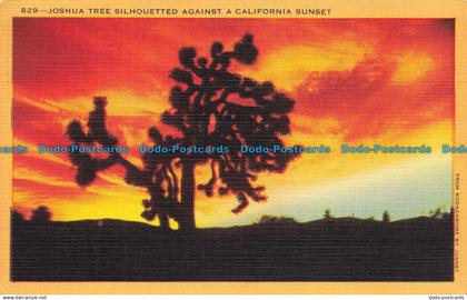 R635913 Joshua Tree Silhouetted Against a California Sunset. Jusmet. Longshaw Ca