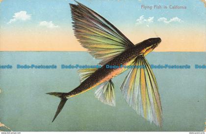 R638643 Flying Fish in California. George O. Restall. Serie No. Ca. 15