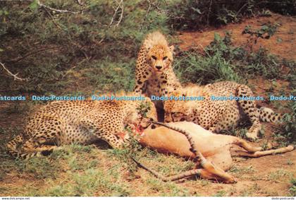 D012961 Swaziland. Cheetahs in Hlane Game Sanctuary.. Bob Forrester. B. Poynter