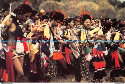 D013203 Swaziland. Princesses at The Reed Dance. Bob Forrester