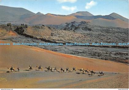 D024818 Lanzarote. Camels caravan. Las Afortunadas