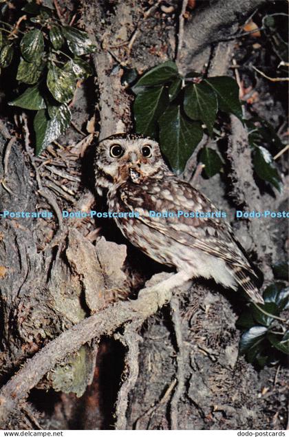 D086515 Little Owl. Athene noctua. Smallest owl resident in Britain. J. Markham.