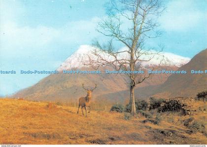 D113927 Stag in Glen Etive. Argyllshire. Dixon