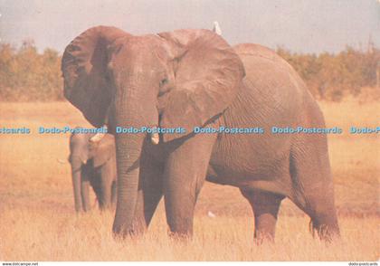 D117338 Elephant. David Trickett. Tourist Promotion in Africa. Zimbabwe