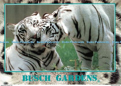 D117376 Busch Gardens. Tampa. Florida. 10744. Tiger. Richard Stacks. 1991. Impac