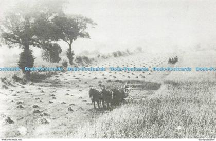 D150120 Bindering Wheat in Drayton Beauchamp. Pistone Local History Society