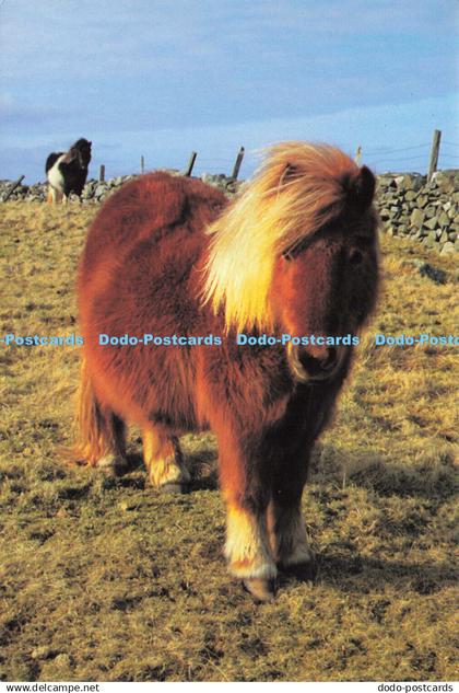 D151509 Shetland Ponies. John Sowrey