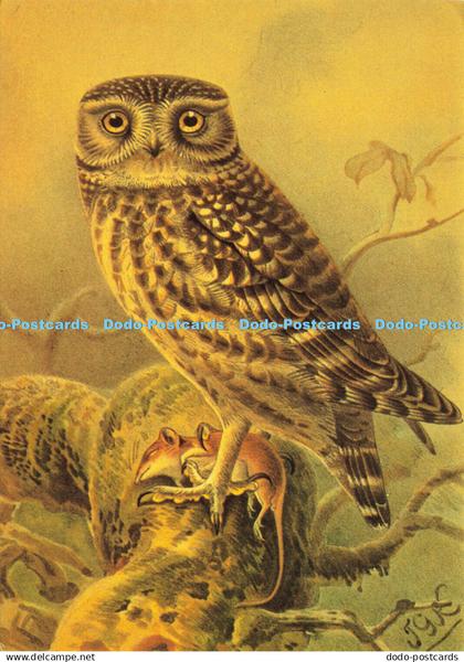 D184692 Little Owl. Camden Graphics. J. G. Keulemans. 1982