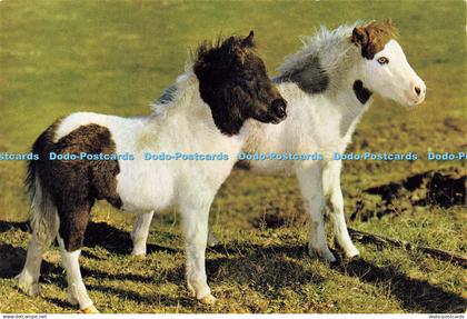 D189294 Shetland Ponies. J. Arthur Dixon. Guy Withers