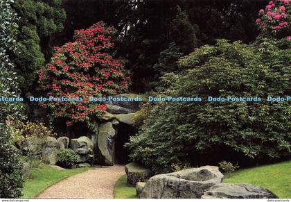 D191432 Staffordshire. Biddulph Grange Garden. Rhododendrons in Bloom. National