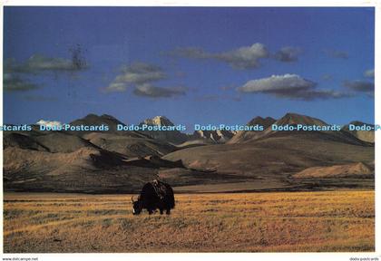 D191473 Grazing Yak in at Western Tibet. Mani Lama