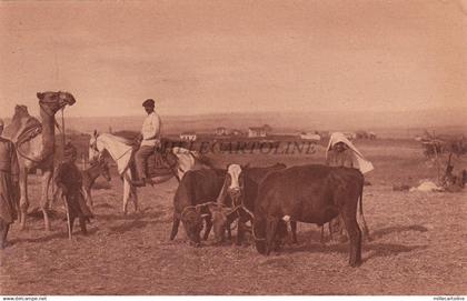 PALESTINE - Thrashing in Palestine - Jamal Bros 1921