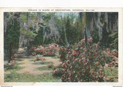 PC10436 Azaleas in Bloom at Bonaventure. Savannah. GA. Lamas Bros. No 98